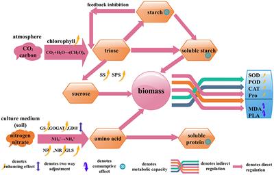 A Mathematical Model for Characterizing the Biomass and the Physiological/Biochemical Indicators of Salvia miltiorrhiza Based on Growth-Defense Tradeoff